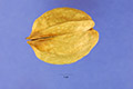 View a larger version of this image and Profile page for Carya laciniosa (Michx. f.) G. Don