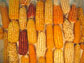 maize crop