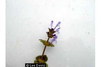 Photo of Lamium amplexicaule L.