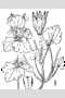 View a larger version of this image and Profile page for Lamium amplexicaule L.