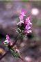 View a larger version of this image and Profile page for Lamium amplexicaule L.