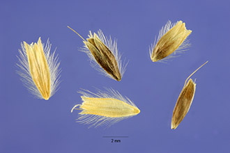 Photo of Alopecurus arundinaceus Poir.