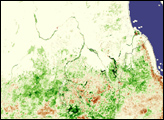 Lush Vegetation Fuels Locust Outbreak in Sudan