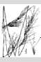 View a larger version of this image and Profile page for Aristida purpurea Nutt. var. wrightii (Nash) Allred