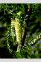 View a larger version of this image and Profile page for Prosopis glandulosa Torr. var. torreyana (L.D. Benson) M.C. Johnst.