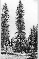 View a larger version of this image and Profile page for Abies grandis (Douglas ex D. Don) Lindl.