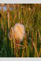 View a larger version of this image and Profile page for Typha latifolia L.