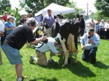 Strolling of the Heifers 