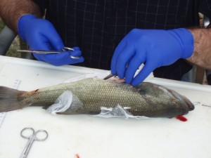 USGS scientist dissecting a fish to determine possible effects from exposure to endocrine disrupting contaminants