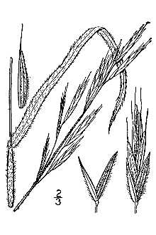 Line Drawing of Bromus marginatus Nees ex Steud.