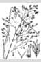 View a larger version of this image and Profile page for Redfieldia flexuosa (Thurb.) Vasey
