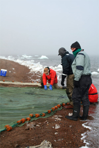 Auke Bay scientist netting through eel grass to collect and inventory it's inhabitants