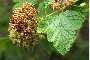 View a larger version of this image and Profile page for Physocarpus capitatus (Pursh) Kuntze