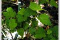 View a larger version of this image and Profile page for Physocarpus capitatus (Pursh) Kuntze