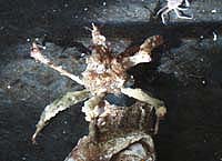 [Graceful Decorator Crab, thcrabdecor.jpg=8KB]