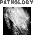 Pathology