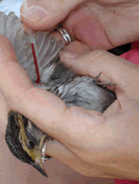 Blood sample being taken from a saltmarsh sparrow.