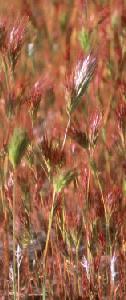 Red brome (Bromus madritensis). Photo by Cecil Schwalbe.