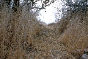 Desert tortoise trail through dried red brome, Arizona. Photo by Cecil Schwalbe.