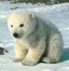 polar bear cub