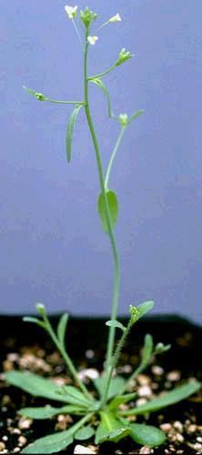 Arabidopsis thaliana