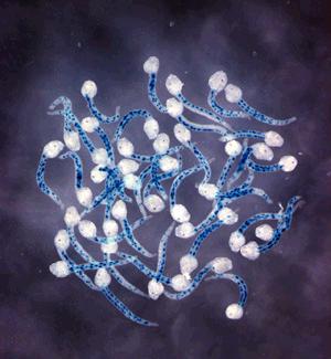 Ciona intestinalis