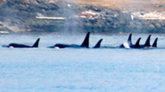 killer whale pod