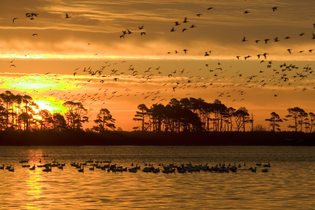 Wildlife Refuges