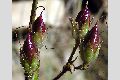 View a larger version of this image and Profile page for Penstemon strictus Benth.