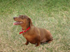 Dog: Dachshund