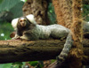 Marmoset