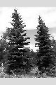 View a larger version of this image and Profile page for Picea pungens Engelm.