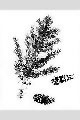 View a larger version of this image and Profile page for Picea pungens Engelm.