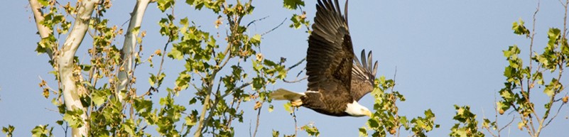 Eagle in Flight