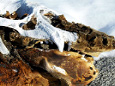 The mummified skull of an elephant seal found on the Victoria Land coast in Antarctica by a team of scientists led by Brenda Hall. The remains of the seals indicate the region was warmer in the past than it is today, among other findings.