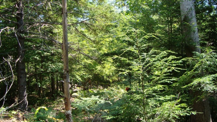 The North Woods: Penobscot Experimental Forest.  This is a managed forest, not wilderness, yet it is still is quite beautiful and alluring. 