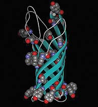 Molecular structure of a protein found on e coli membranes (Graphic by Stephen White)