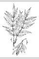View a larger version of this image and Profile page for Fraxinus nigra Marsh.