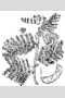 View a larger version of this image and Profile page for Desmanthus illinoensis (Michx.) MacMill. ex B.L. Rob. & Fernald