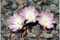 View a larger version of this image and Profile page for Lewisia rediviva Pursh