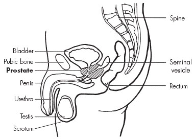 Image of the prostate