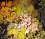 Hydrocorals and sponges near Adak Island