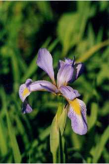 Photo of Iris versicolor L.
