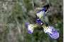 View a larger version of this image and Profile page for Iris versicolor L.