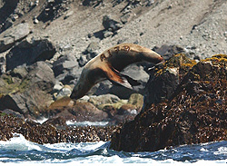 branded Steller sea lion