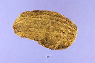 Photo of Mangifera indica L.
