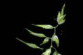 View a larger version of this image and Profile page for Poa bulbosa L.