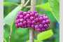 View a larger version of this image and Profile page for Callicarpa americana L.