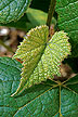 Concord grape plant