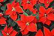 Poinsettia